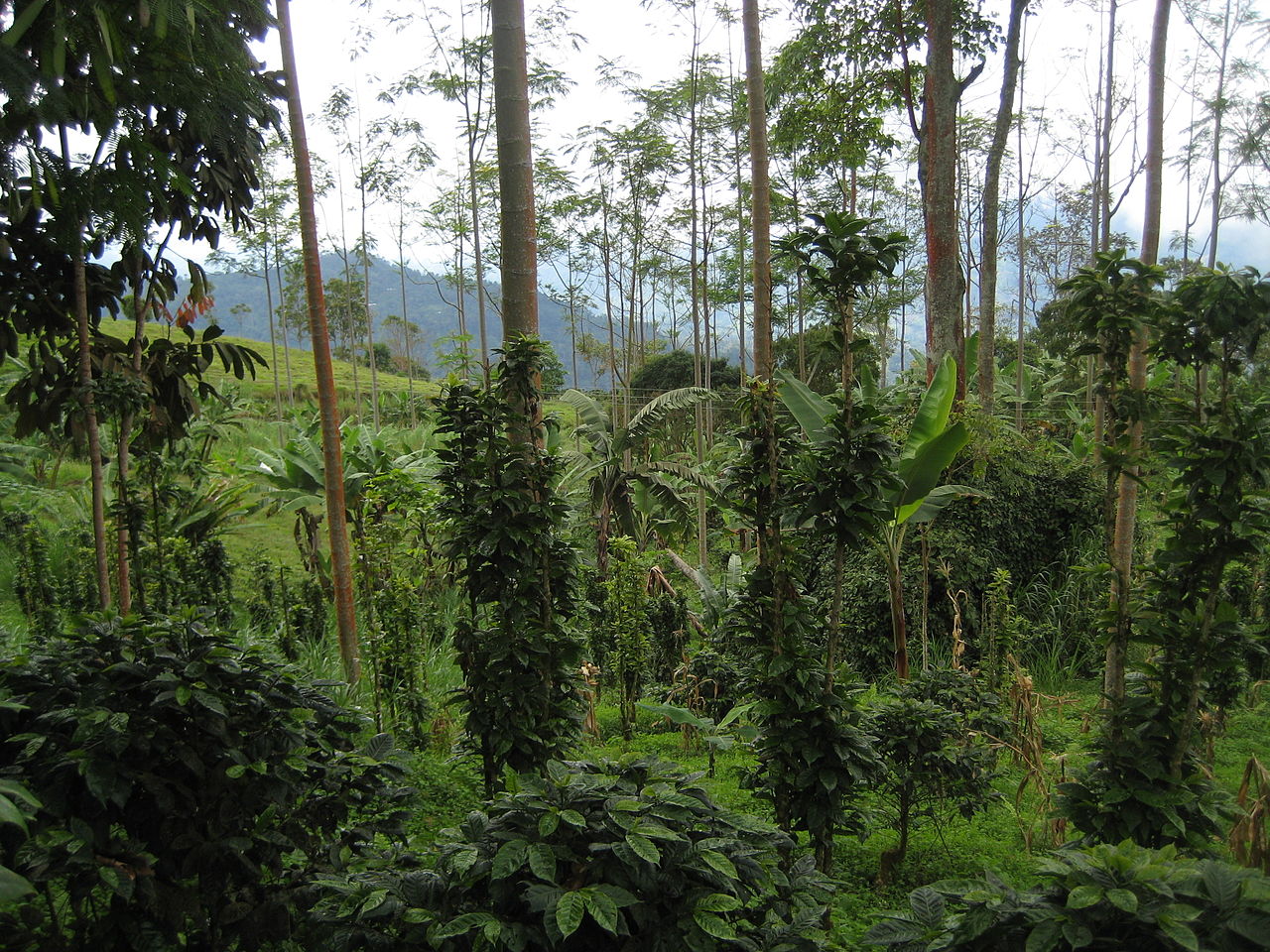 Sustainable Farming source episode thumbnail. Sustainable agriculture - Wikipedia